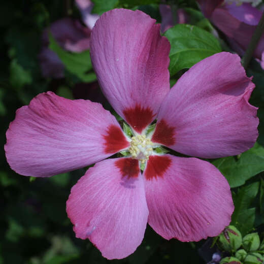 Wilder Eibisch Hibiscus syriacus lila
