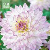 Dahlia Hybr.Crazy Love - Schmuck Dahlie
