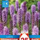 Liatris spicata - Prachtscharte