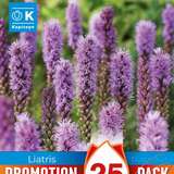 Liatris spicata - Prachtscharte