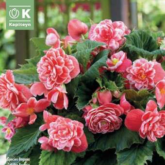 Begonia Camelia