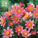 Dahlia Hybr.Topmix rosa - Mini Topmix Dahlie