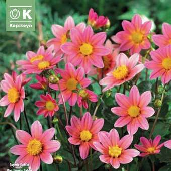 Dahlia Hybr.Topmix rosa