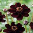 Cosmos atrosanguineus: Bild 1/1