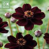 Cosmos atrosanguineus - Schoko Kosmee