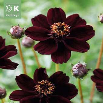 Cosmos atrosanguineus