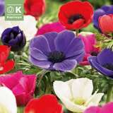 Anemone coronaria DeCaen - Anemone