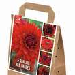 Dahlia Red Shades: Bild 1/1