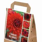 Dahlia Red Shades - Dahlie Red Shades