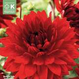 Dahlia Hybr.Garden Wonder - Schmuck Dahlie