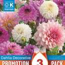 Dahlia Decorative Pastel Mixed Colours - Schmuck Dahlie Mischung