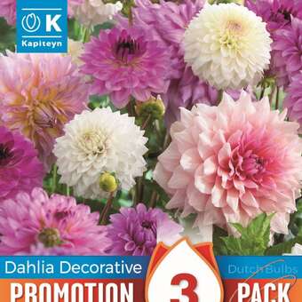 Dahlia Schmuck Pastel Mixed