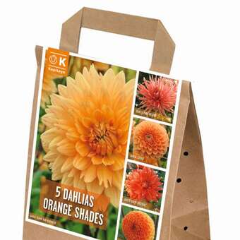 Dahlia Orange Shades
