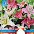 Lilium Oriental Hybr.: Bild 1/1