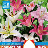 Lilium Oriental Hybr. - Lilien Oriental Prachtmischung