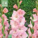 Gladiolus Hybr.Rosa Supreme - Gladiole