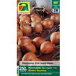 Allium cepa Golden Gourmet: Bild 1/3