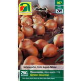 Allium cepa Golden Gourmet - Pflanzschalotte Golden Gourmet