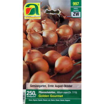 Allium cepa Golden Gourmet