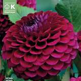 Dahlia Hybr.Babette - Ball Dahlie