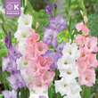 Gladiolus Combi weiß,blau,rosa: Bild 1/1