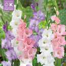 Gladiolus Combi weiß,blau,rosa - Gladiolen Lovely Combination Mischung