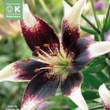 Lilium Asia.Hybr.White Brush - Lilie