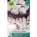 Allium sativum Knoblauch - Pflanzknoblauch winterhart