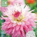 Dahlia Hybr. Nadia Ruth - Gefranste Dahlie