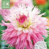 Dahlia Hybr. Nadia Ruth - Gefranste Dahlie