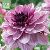 Dahlia Decorative Creme de Cassis - Schmuck Dahlie