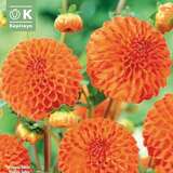 Dahlia Hybr.Bantling - Pompon Dahlie