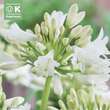 Agapanthus africanus weiß: Bild 1/1
