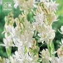 Polianthus tuberosa The Pearl - Tuberose