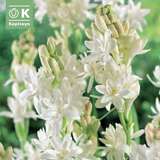 Polianthus tuberosa The Pearl - Tuberose