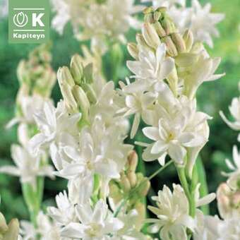 Polianthus tuberosa The Pearl