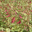 Fuchsia 'Tricolor': Bild 1/3