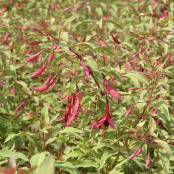 Fuchsia 'Tricolor'