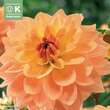 Dahlia Decorative Karma Gold: Bild 1/1