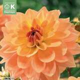 Dahlia Decorative Karma Gold - Schmuck Dahlie