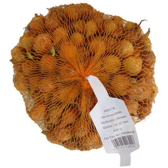 Allium cepa