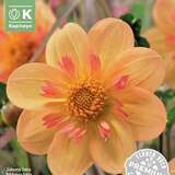 Dahlia Hybr. Kelsey Annie Joy - Halskrausen Dahlie
