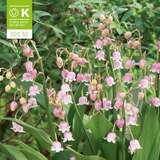 Convallaria majalis Rosea - Maiglöckchen