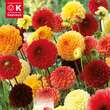 Dahlia Hybride: Bild 1/1