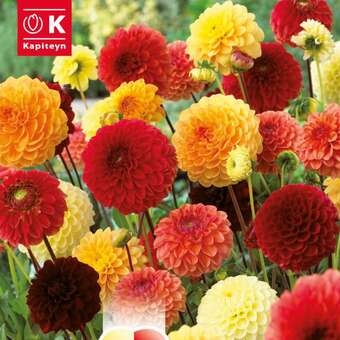 Dahlia Hybride Ball gelb-rot-orange