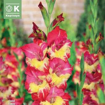 Gladiolus Hybr.Ron Park