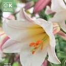 Lilium Tromp.Hybr.Regale - Lilie