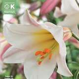 Lilium Tromp.Hybr.Regale - Lilie