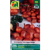 Allium cepa var. aggregatum - Pflanzschalotte Red Sun