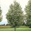 Acer platanoides 'Drummondii': Bild 1/3